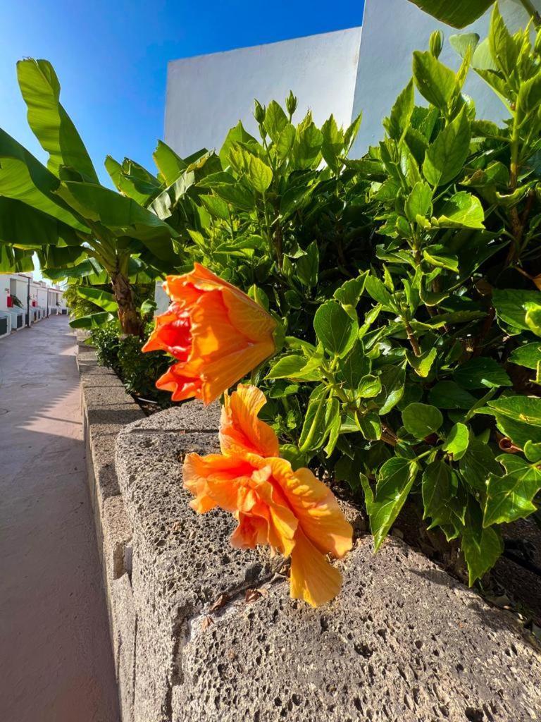 Apartament Malibu Blue Costa Adeje (Tenerife) Exterior foto